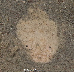 Star Gazer shot in Komodo by David Owens 